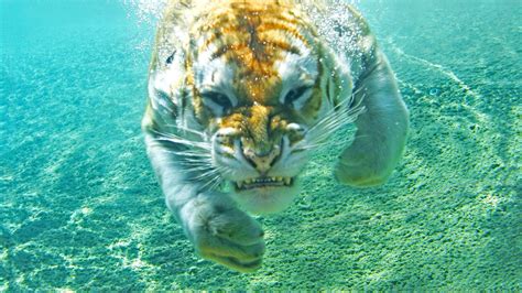 Animals Tiger Underwater Wallpapers Hd Desktop And