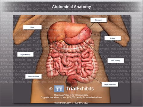 Abdominal anatomy  gall bladder abdominal cavity ▪ detoxifies many substances  boundaries ▪ stores. Normal Abdominal Anatomy of Organs - TrialExhibits Inc.