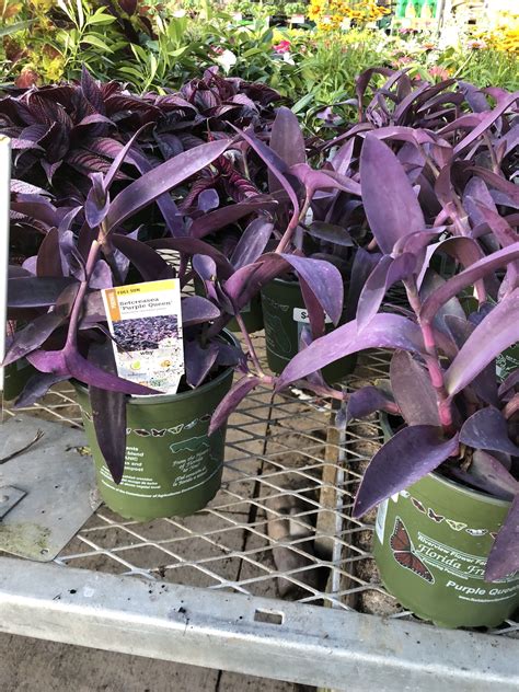 Purple Queen Plants Purple Queen