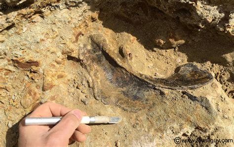 Paleontology In The News News Releases