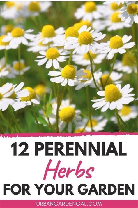 12 Perennial Herbs For Your Herb Garden In 2020 Perennial Herbs