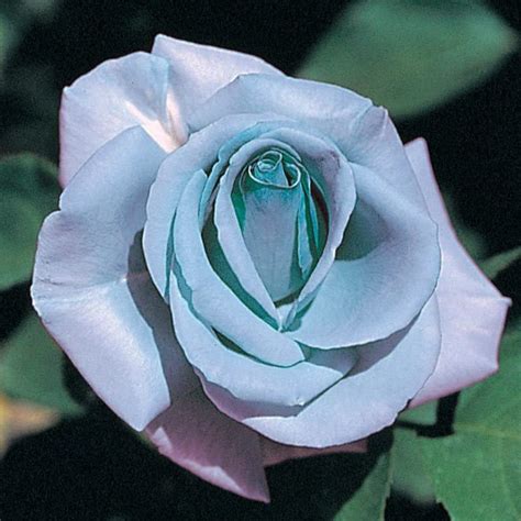Buy Blue Rose Seeds In Pakistan Blue Rose Seeds Price