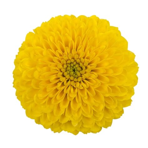 Yellow Button Spray Mums Florabundance Wholesale Flowers