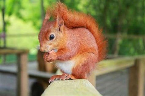 Red Squirrels To Be Released In Woodland At Wildwood Trust