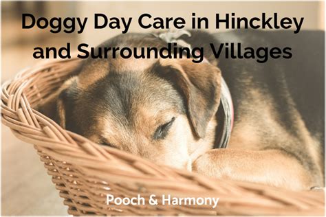 Doggy Day Care In Hinckley And Surrounding Villages Pooch And Harmony