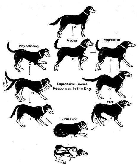 A Logical Explanation For Dogs To Wag Their Tails Canadavetexpress