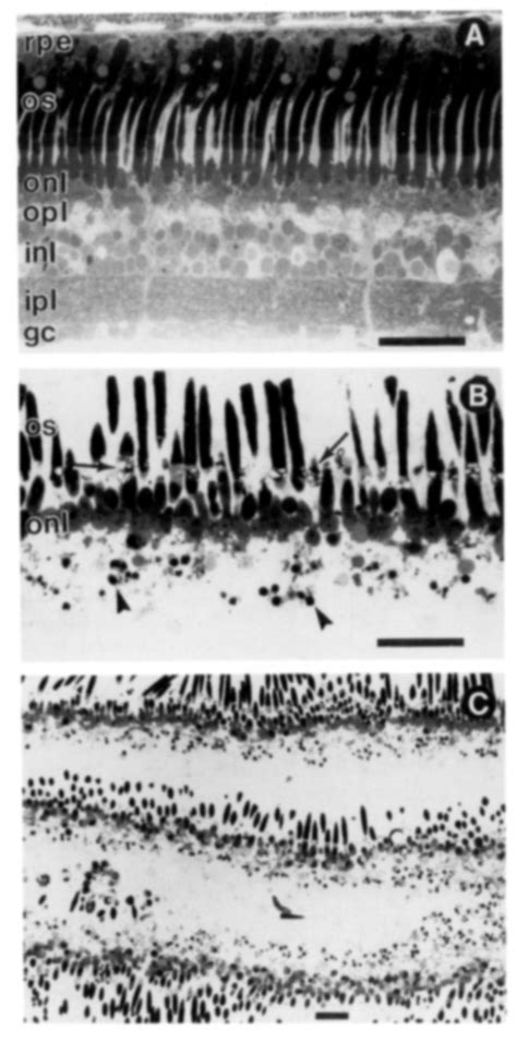 photoreceptor layers prepared from xenopus retina photomicrographs of download scientific