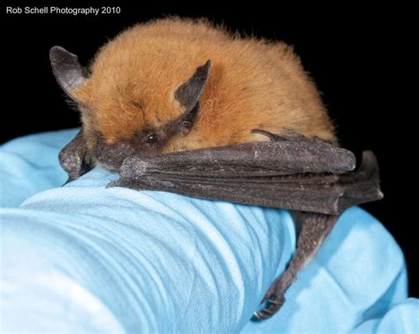 One Of The Smallest North American Bats The California Myotis Myotis
