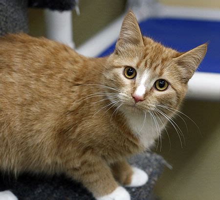 All potential adopters are required to fill out an adoption questionnaire. Lakeland Humane Society - Adoptable Cats
