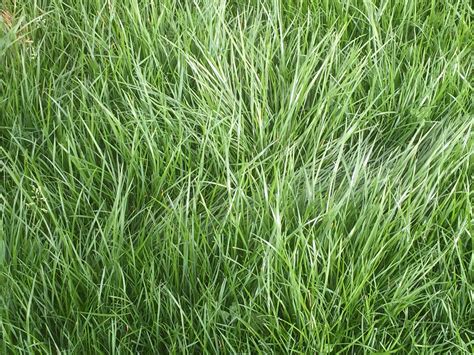Perennial Ryegrass Accounts For 95 Of All Seed Sales But Why Is It