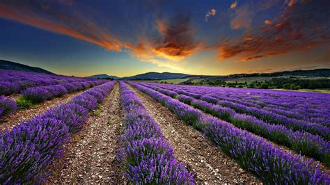 Lavender Field Morning Clouds Fields Of Flowers Wallpaper Landscape
