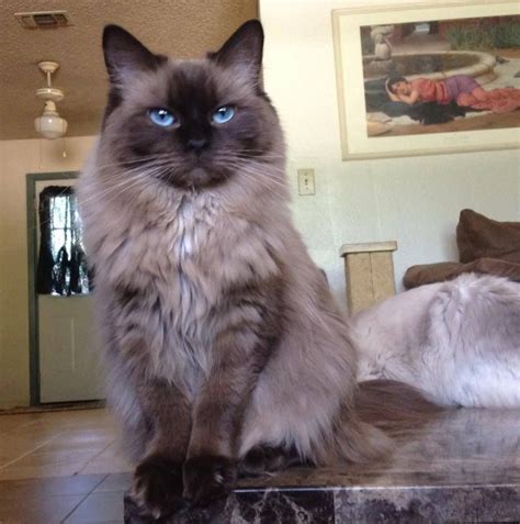 The ragdoll cat or kitten does not wish to be left alone, it is a very social creature. Seal Mink Ragdoll Cat My next Rag Doll color preference ...