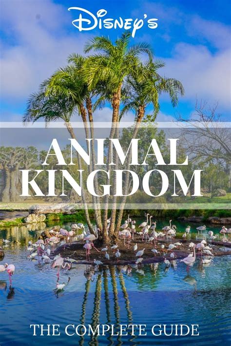 A Complete Guide To The Best Rides At Animal Kingdom And The Best Rooms