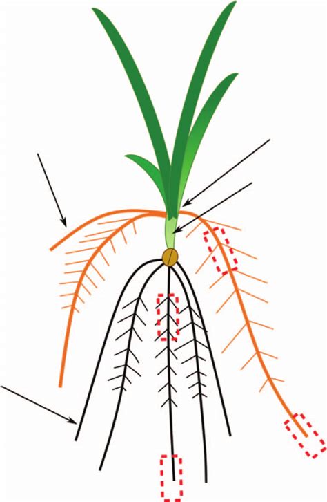 A Schematic Drawing Of A Typical Root System Of Cereal Species The