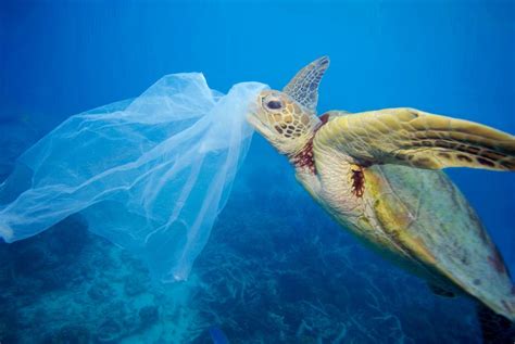 Fight Against Plastic Pollution Wwf
