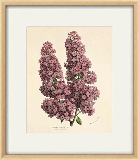 Lilac Art Print Antique Prints Flower Art Print Botanical Art Etsy