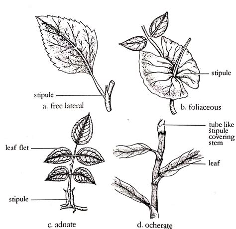 A Typical Plant Leaf Different Parts And Types Online Science Notes
