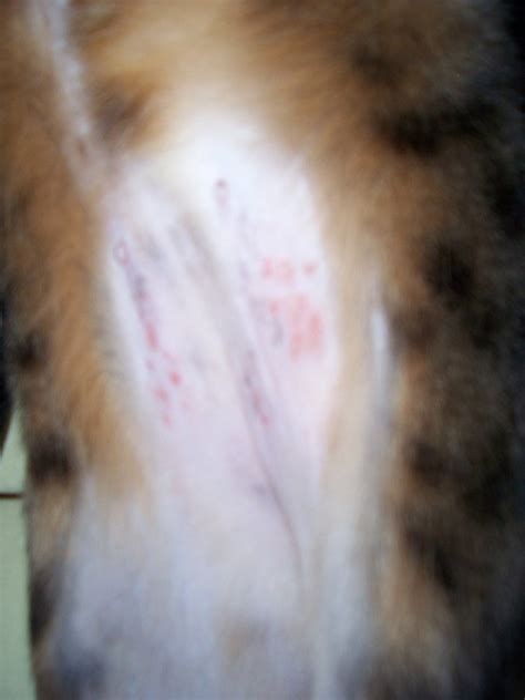 Bengal Cat Has Tummy Rash Need Advice Please Thecatsite