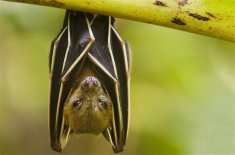 Fun And Interesting Facts About Bats Factspedia