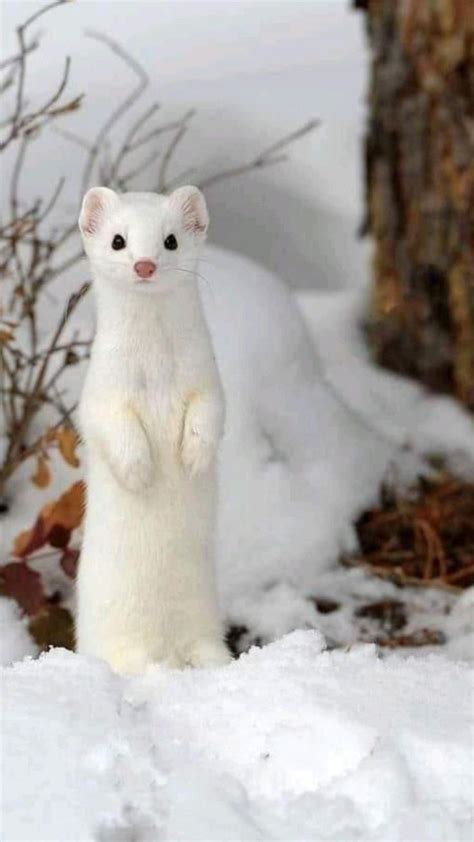 The Arctic Weasel Was Considered One Of The Most Beautiful Animals In