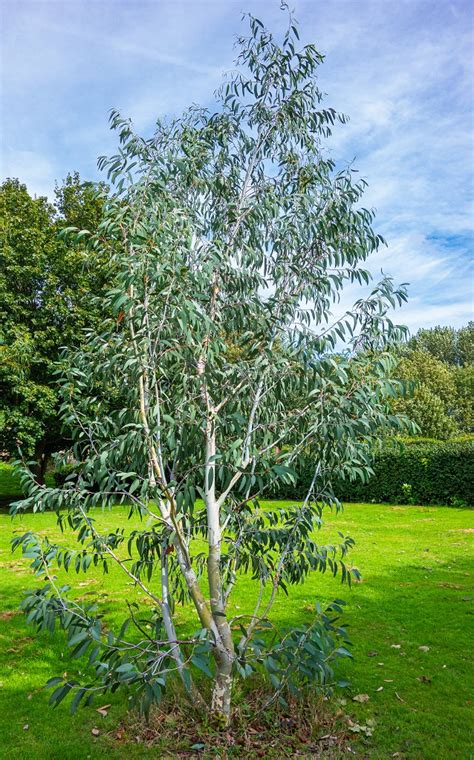 There are more than eight hundred species of eucalyptus, mostly native to australia, with a very small number of native species found in parts of adjacent new guinea and indonesia and one. Eucalyptus | University of Salford