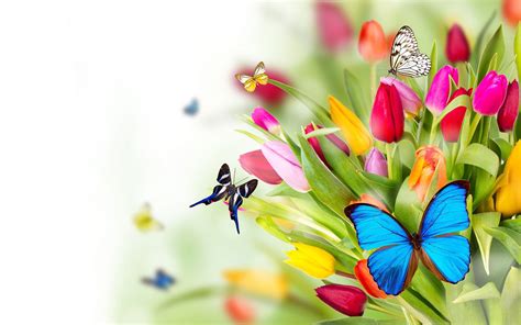 10 most popular flowers and butterflies wallpaper full hd 1920×1080 for pc background popular