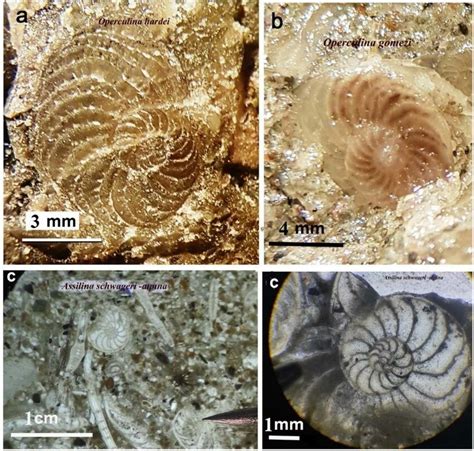 Benthonic Foraminifera Species Of The Upper Eocene In The Detrital