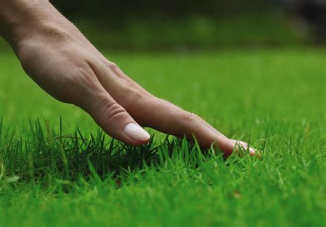 Does Grass Grow During Winter Professional Landscapers Ut