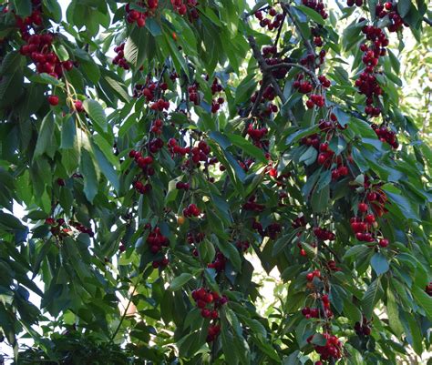 Ted baker women jumpsuit dames donker blauw. Le temps des cerises