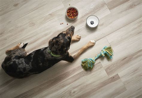 Our Pets Usually Spend More Time On Our Floors Than We Do Give Them A Floor They Can Live
