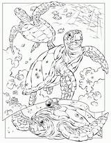 Realistic Sea Turtle Drawing Coloring Pages Animal Getdrawings Adults sketch template