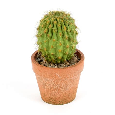 Artificial Round Cactus In Terra Cotta Pot 575 X 3 Inches Mardel