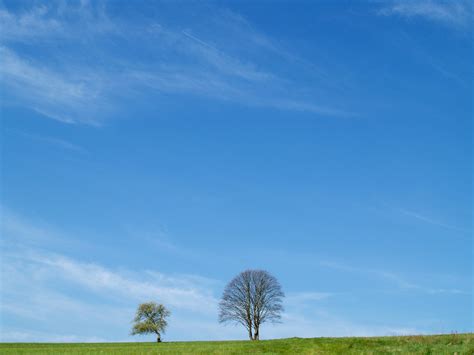 Trees And Blue Sky Free Photo Download Freeimages