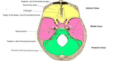 Posterior Cranial Fossa Anatomy