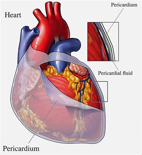 Your Pericardium Cardiac Health