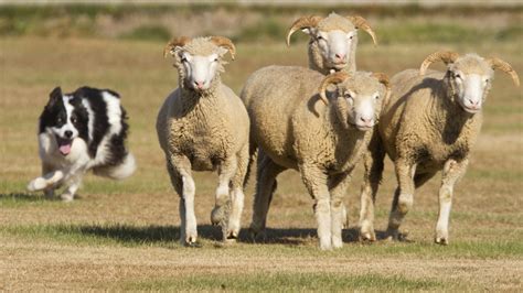 Border Collies Arent Sheepish About Shepherding