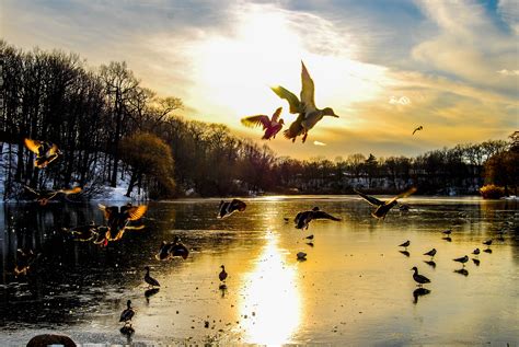 Wallpaper Reflection Sky Nature Vertebrate Sunset Tree Evening