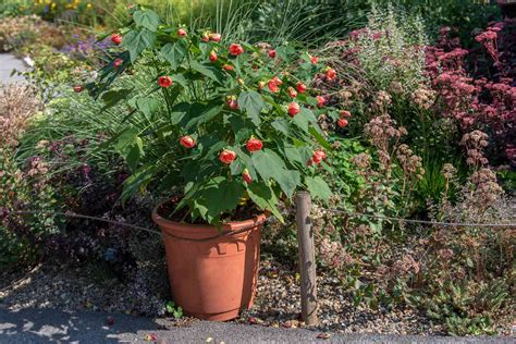 Abutilon Flowering Or Parlor Maple Overview