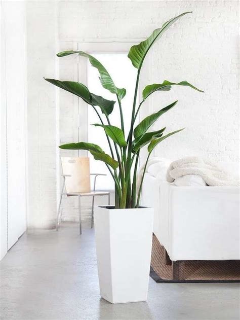 10 Huge Houseplants That Make A Statement Tall Potted Plants Large