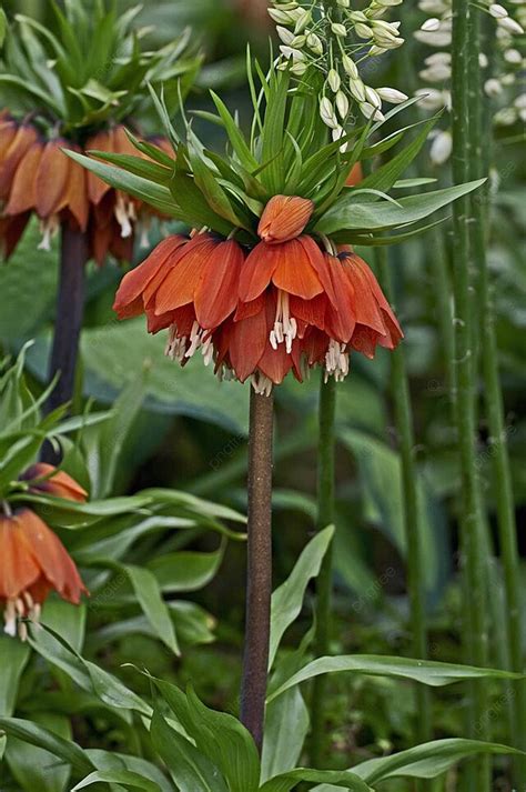 Closeup Of Fritillaria Imperialis In A Garden Bed Photo Background And