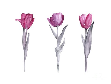 Purple Tulips Watercolor Painting 1 Painting By Joanna Szmerdt Fine