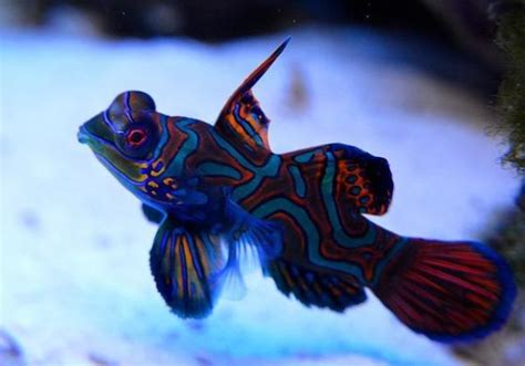 The 8 Most Beautiful Saltwater Fish In The World