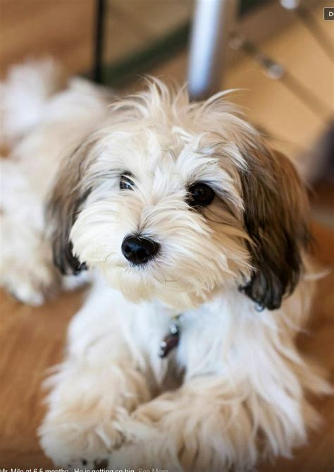Lovely Pets ༻ Top 5 Best Dog Breeds For Small Apartment