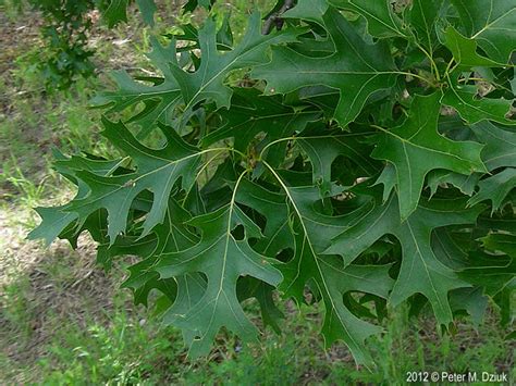 Quercus Ellipsoidalis Northern Pin Oak Minnesota Wildflowers