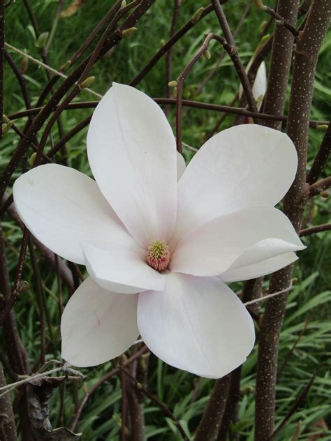 Bunga Magnolia Botani Foto Gratis Di Pixabay Pixabay