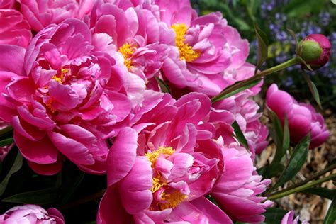 Flowering Perennial Bushes Bright Pink Peony Flowers Picture Free