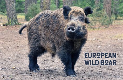 How To Survive A Wild Boar Attack Hog Basic Safety Tips