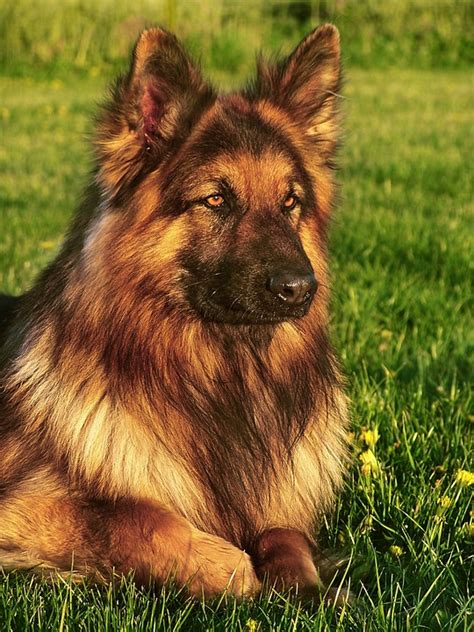 Dog Friend German Shepherd Free Photo On Pixabay