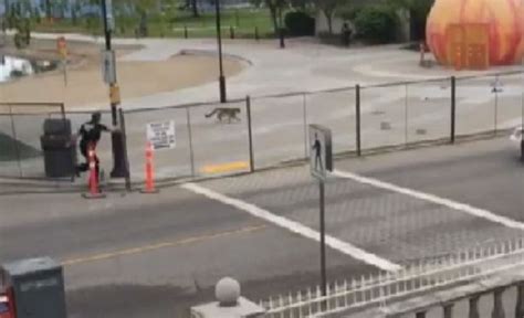 Cougar Captured In Downtown Penticton Globalnewsca