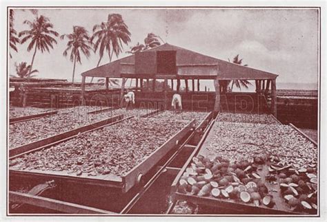 Fiji Coconut Plantation Taveuni Stock Image Look And Learn